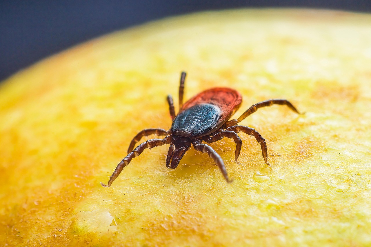 sheep tick, castor bean tick, floral background, taiga tick wood tick, insect, animal, wallpaper hd, free background, cool backgrounds, hd wallpaper, disease, nature, macro, background, illness, 4k wallpaper 1920x1080, tallinn, mac wallpaper, 4k wallpaper, beautiful wallpaper, laptop wallpaper, windows wallpaper, desktop backgrounds, free wallpaper, wallpaper 4k, estonia, park, forest, grass, full hd wallpaper, plant, close up