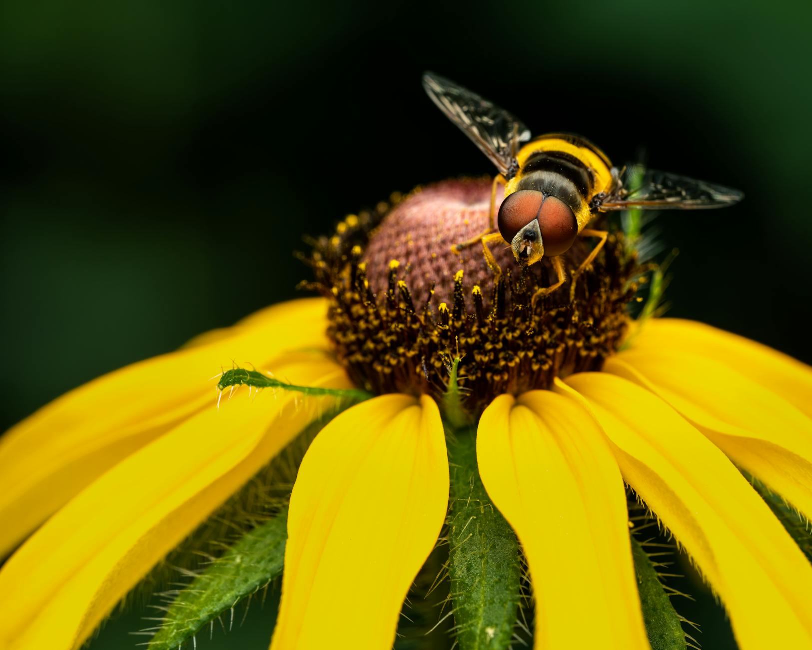 Stunning close-up of a hoverfly perched on a vibrant yellow flower, capturing the details of nature.