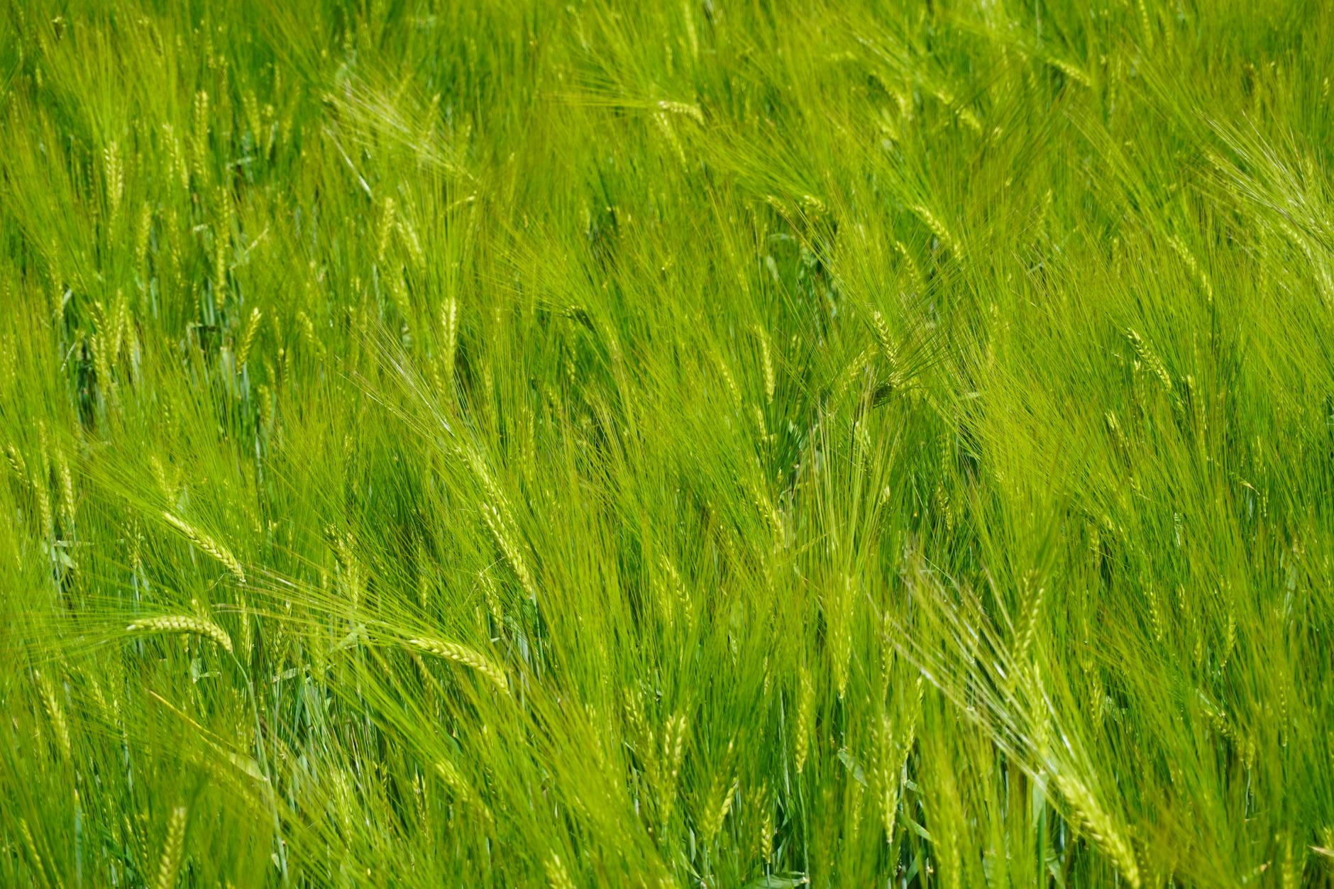 Vibrant green barley field swaying under the summer sun in rural Belgium.
